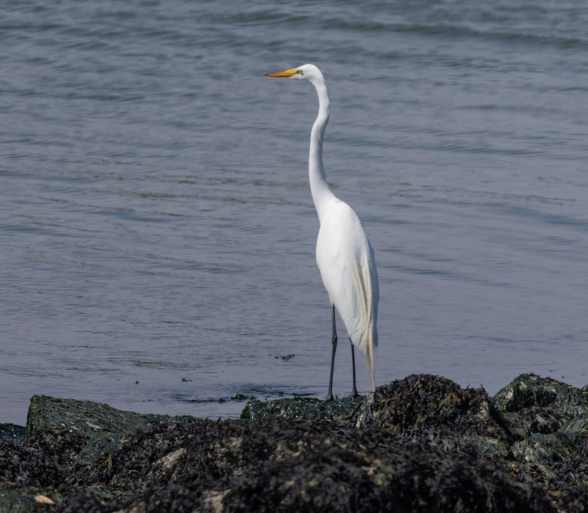 Great Egret - ML620773291