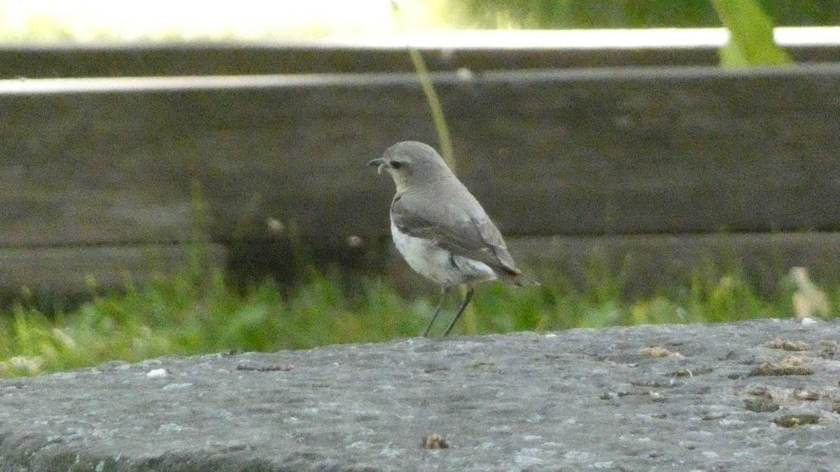 Northern Wheatear - Malini Kaushik