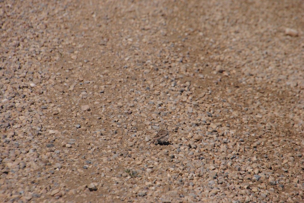 Chestnut-collared Longspur - ML620773298