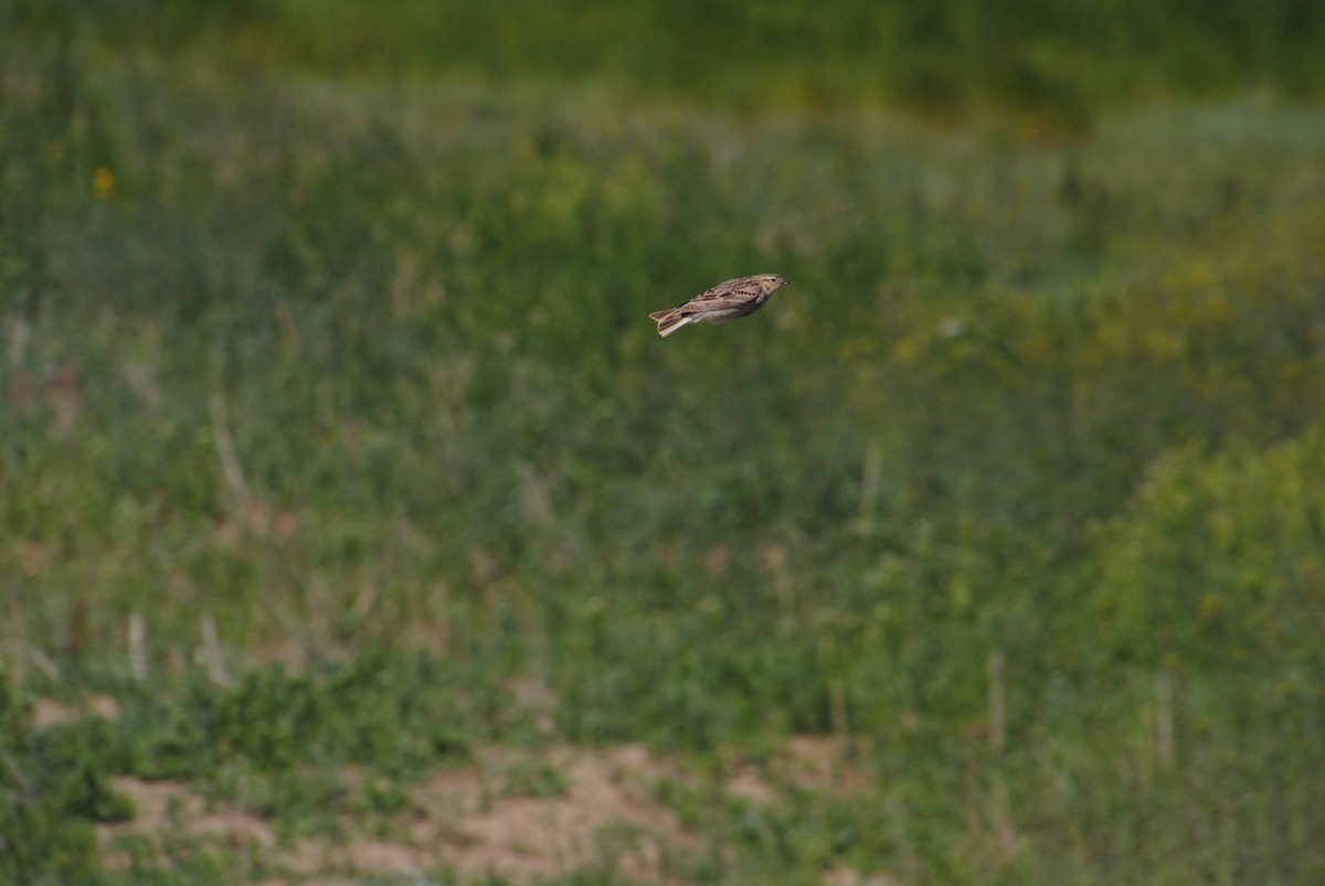 Chestnut-collared Longspur - ML620773299