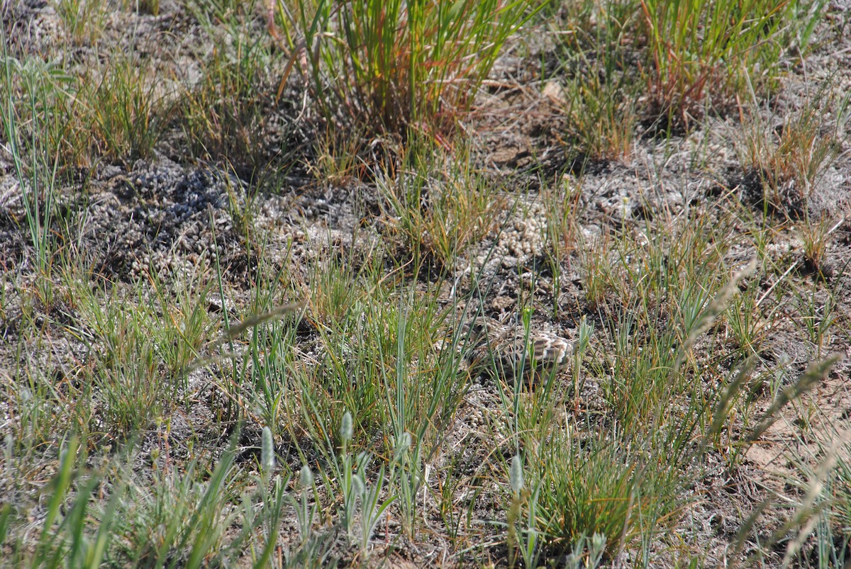 Chestnut-collared Longspur - ML620773300