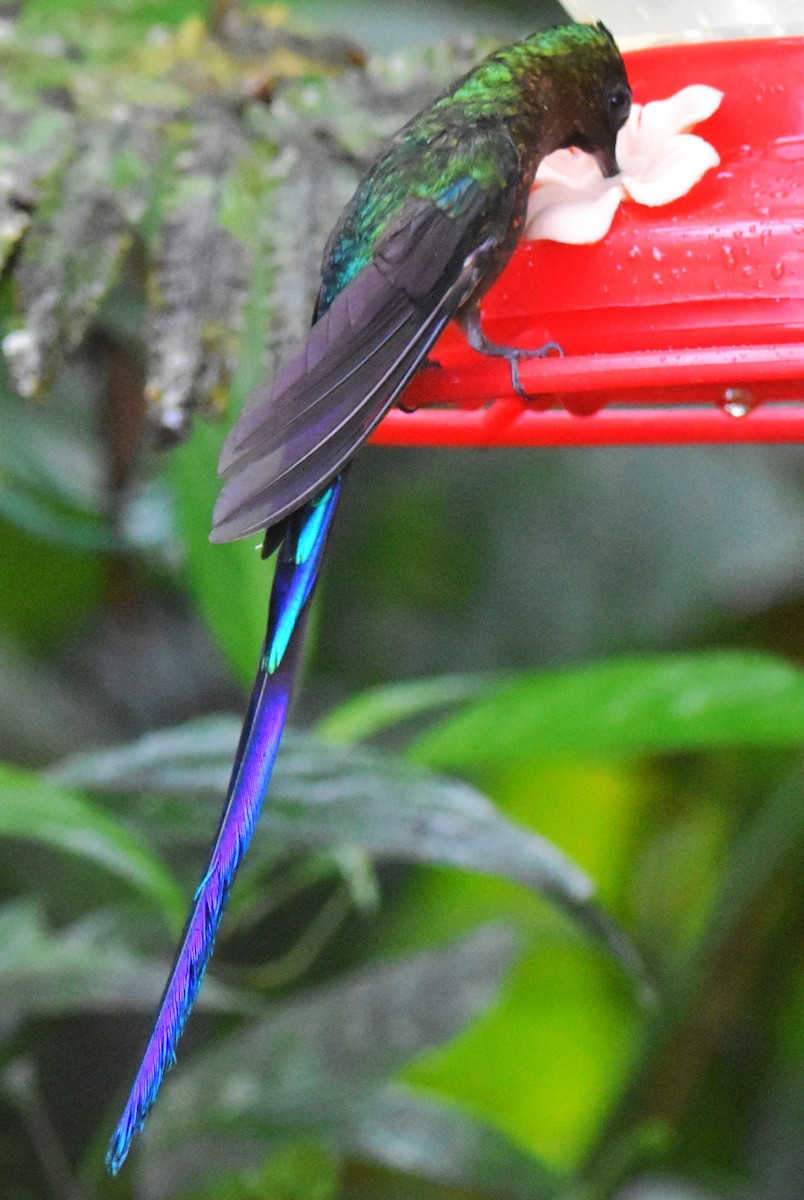 Violet-tailed Sylph - ML620773301