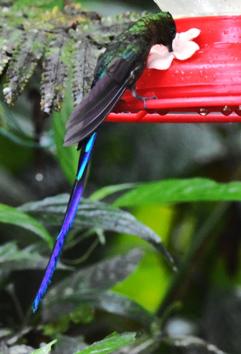 Violet-tailed Sylph - ML620773302