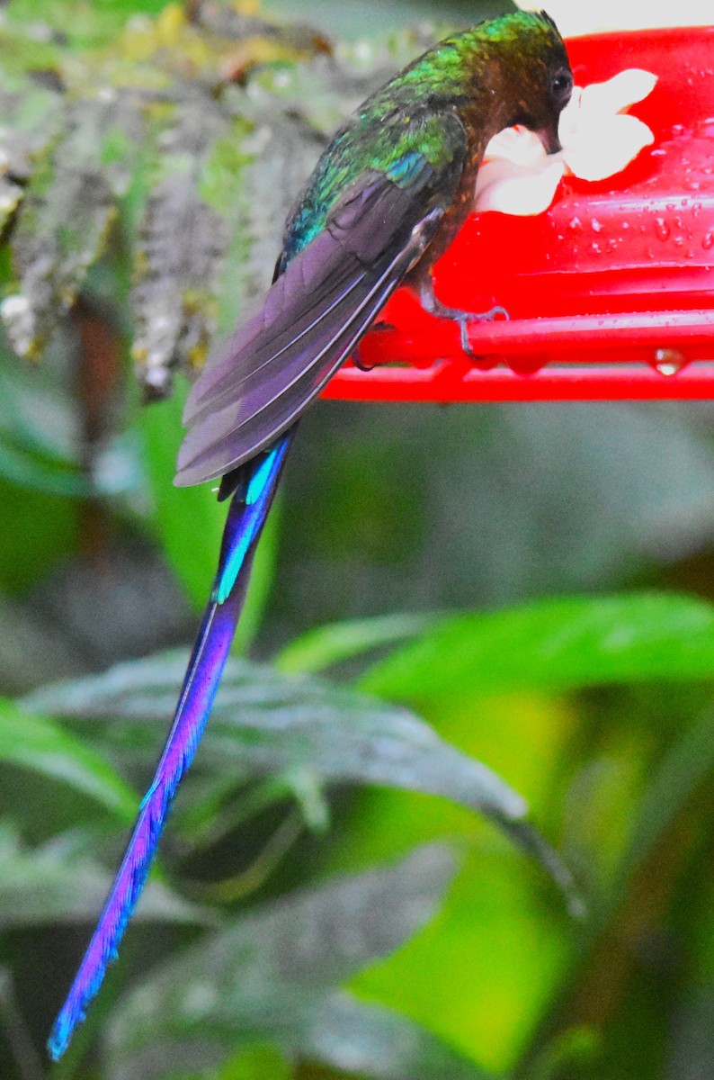 Violet-tailed Sylph - Old Sam Peabody