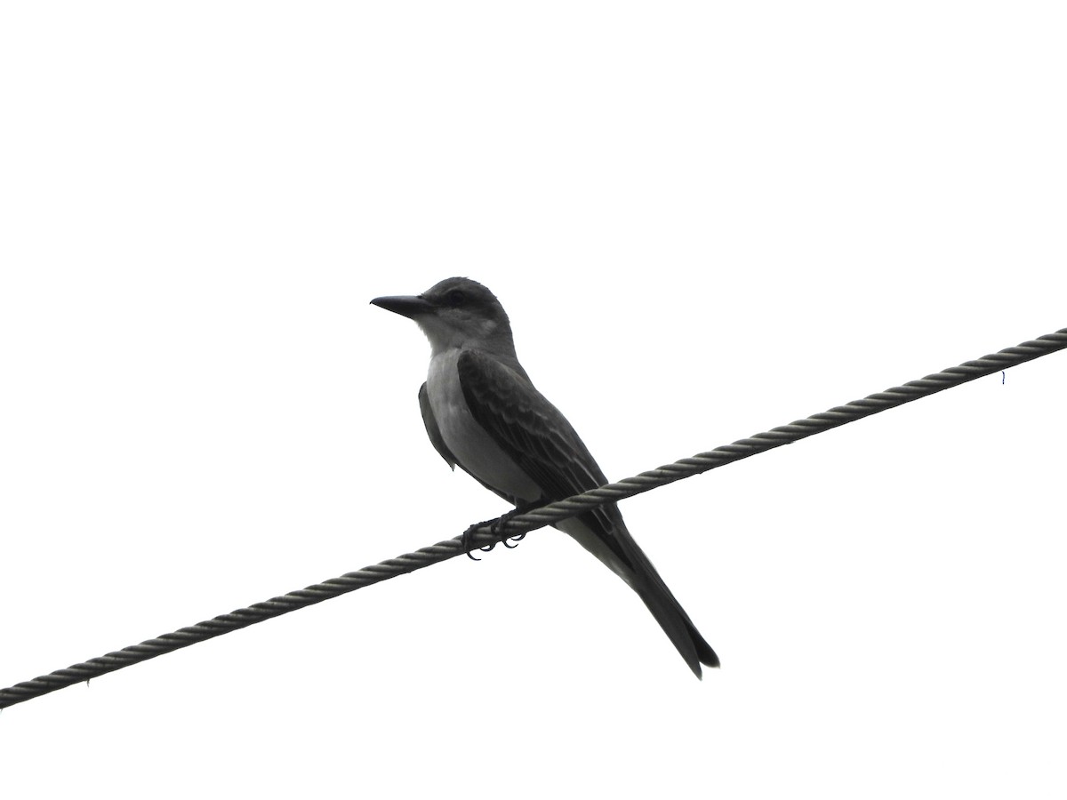 Gray Kingbird - ML620773304