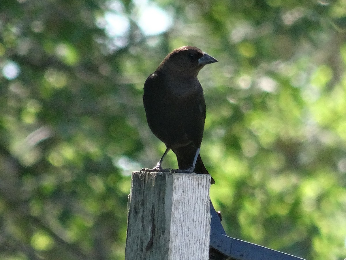 Brown-headed Cowbird - ML620773305