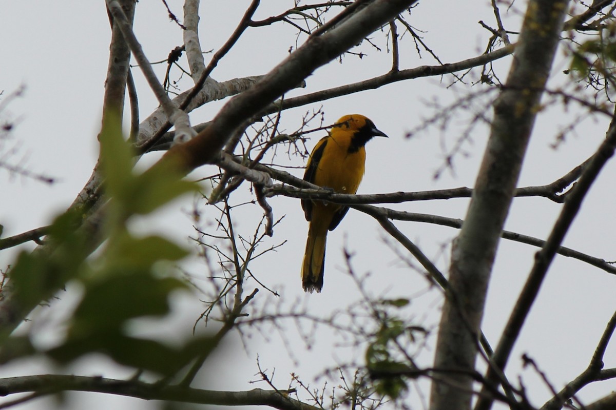 Yellow-tailed Oriole - ML620773309