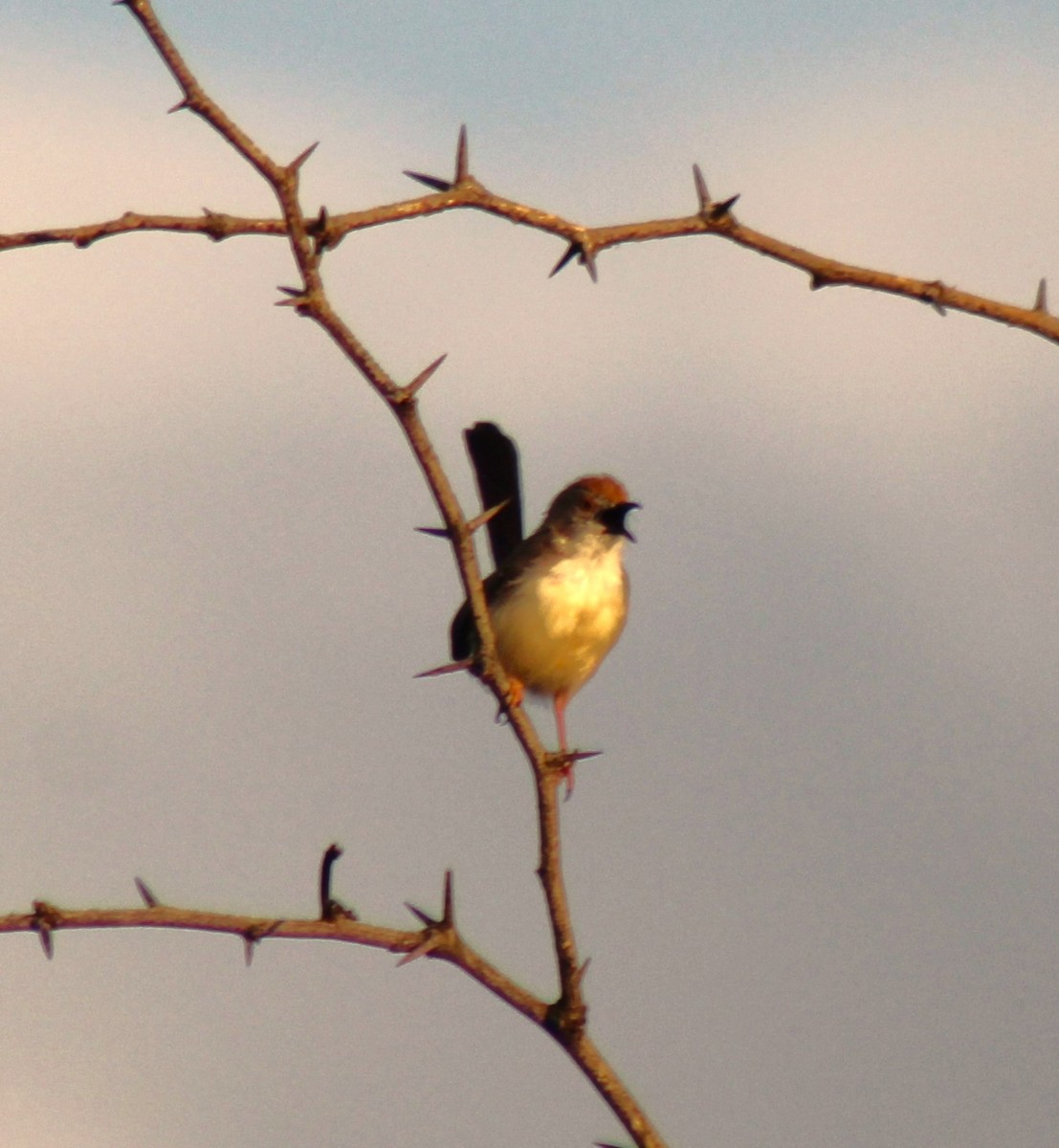 Prinia Frentirroja - ML620773328