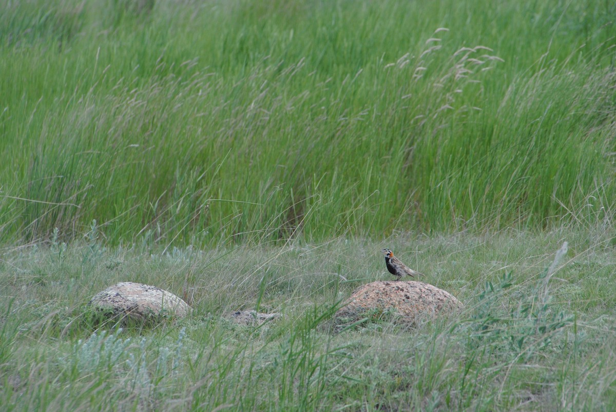 Chestnut-collared Longspur - ML620773334