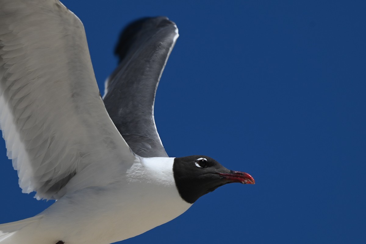 Laughing Gull - ML620773335