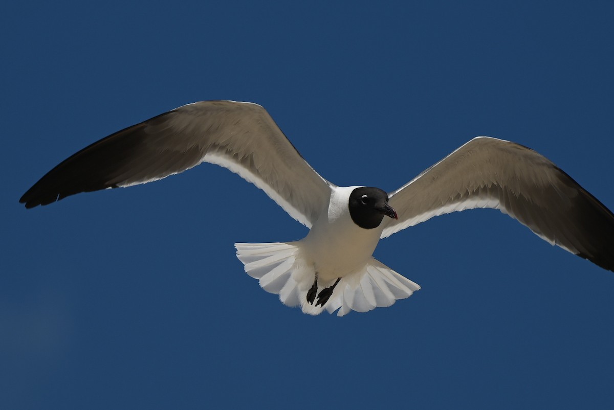 Laughing Gull - ML620773336