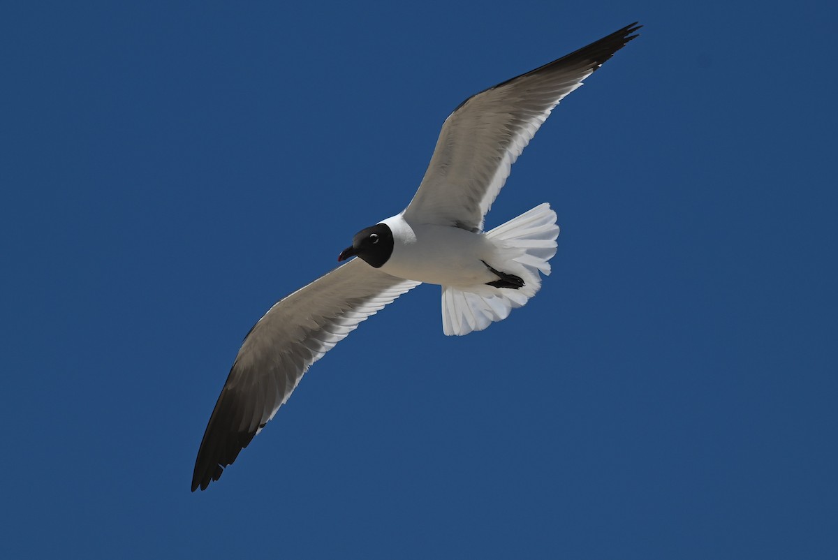 Laughing Gull - ML620773339