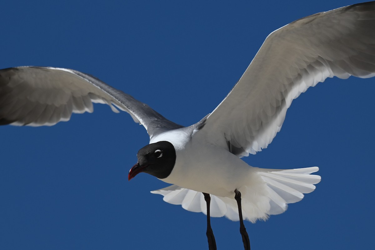 Laughing Gull - Patty Masten