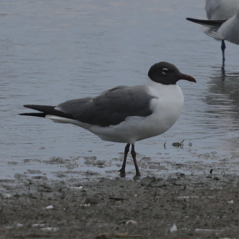 Laughing Gull - ML620773343