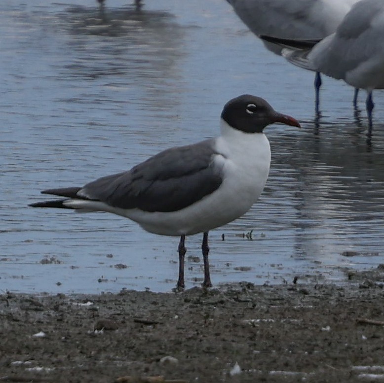 Laughing Gull - ML620773344