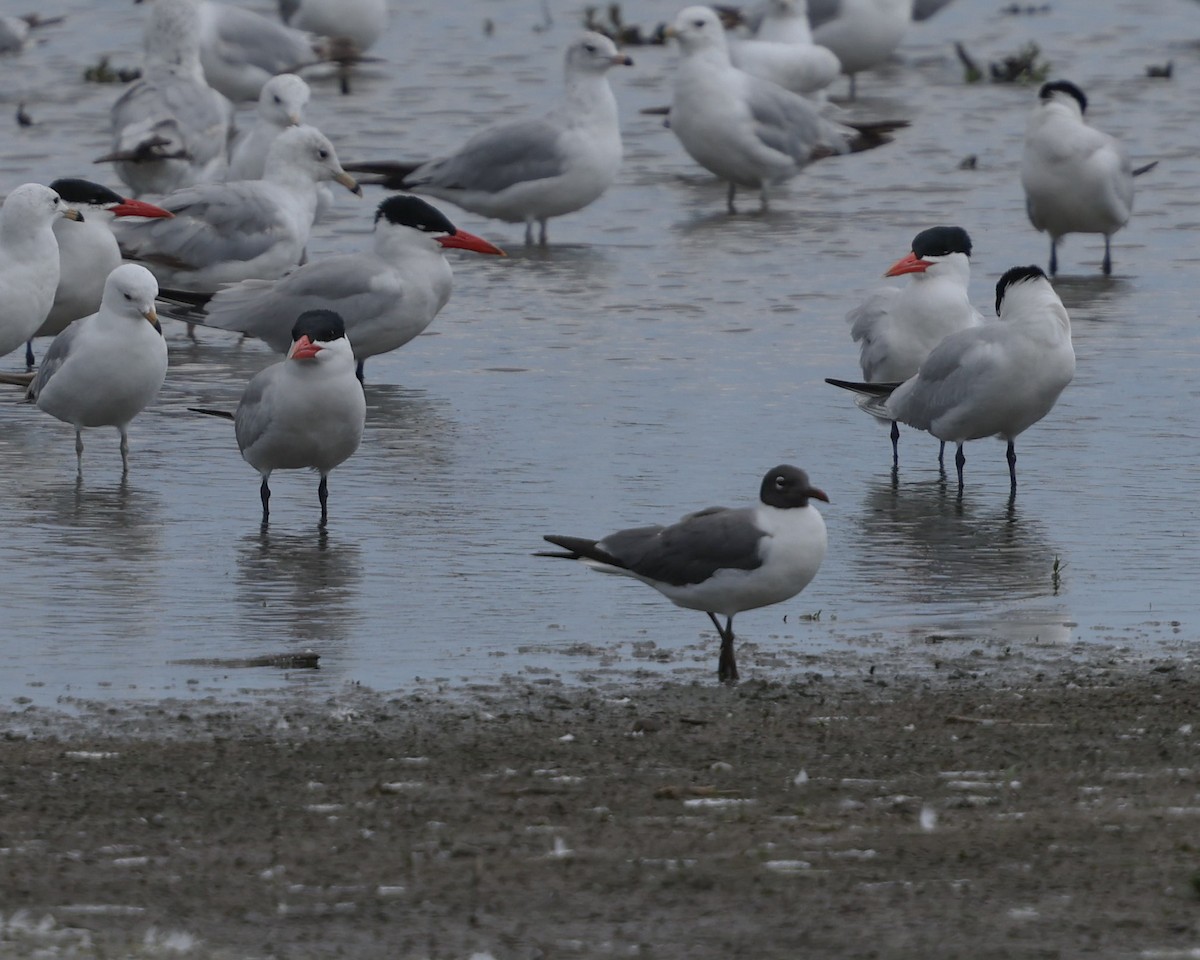 Laughing Gull - Braden Ribbens