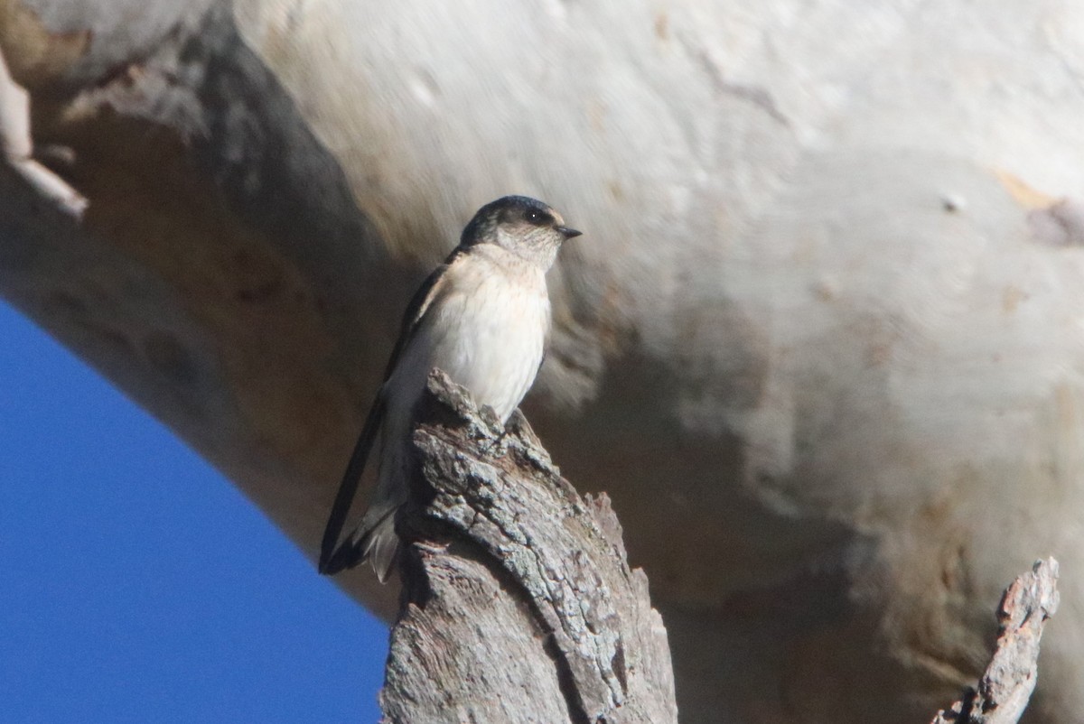 Golondrina Arborícola - ML620773350