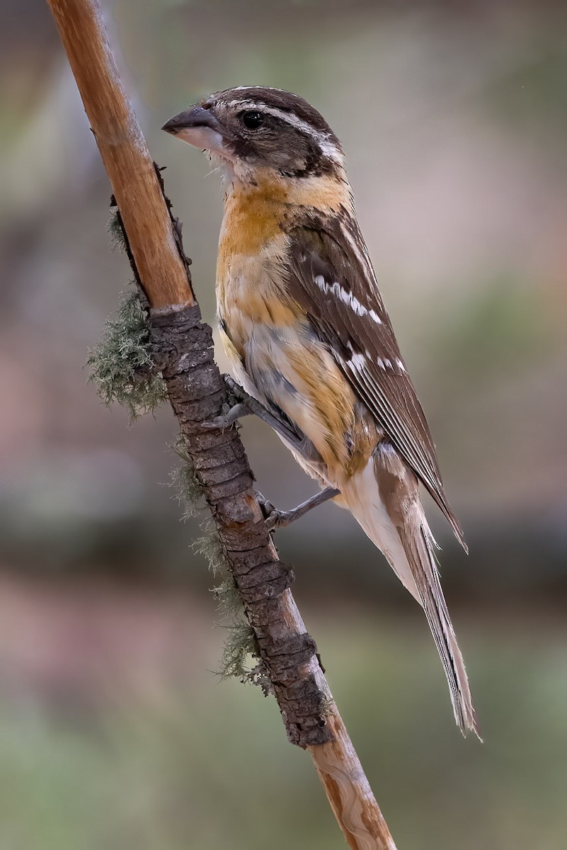 Black-headed Grosbeak - ML620773354