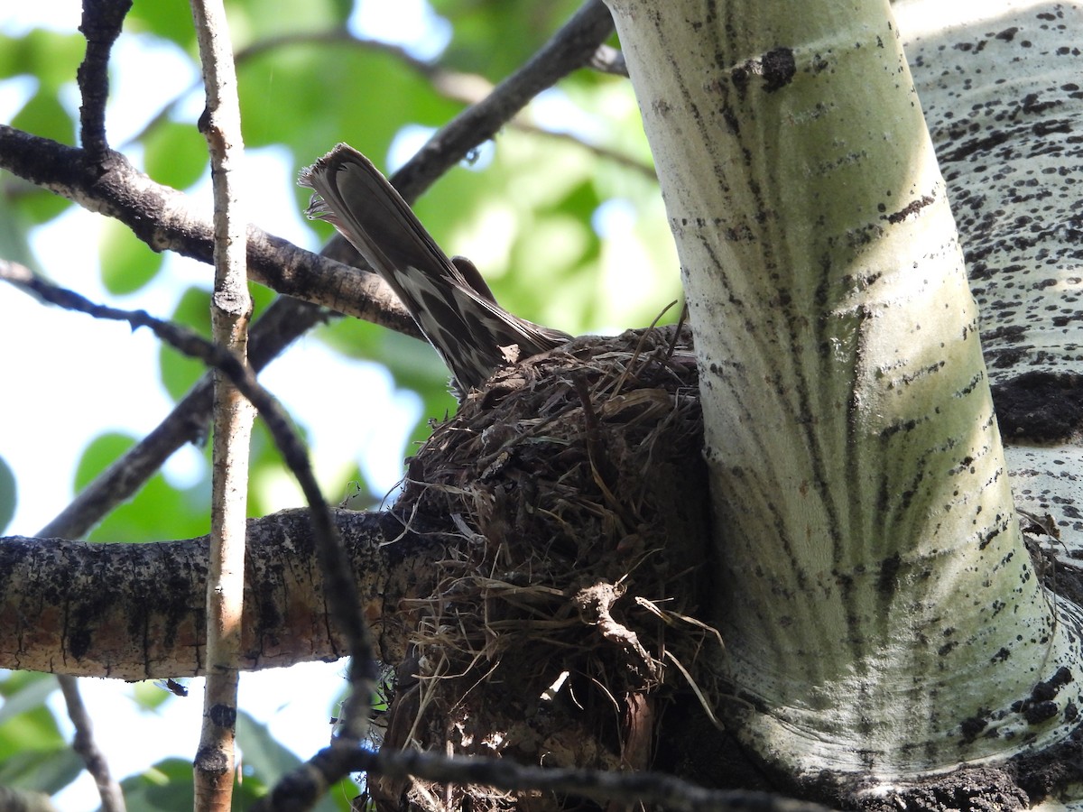 American Robin - ML620773362