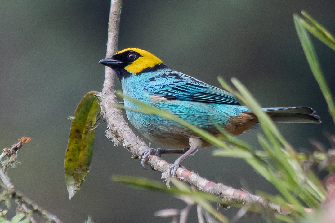 Saffron-crowned Tanager - ML620773372