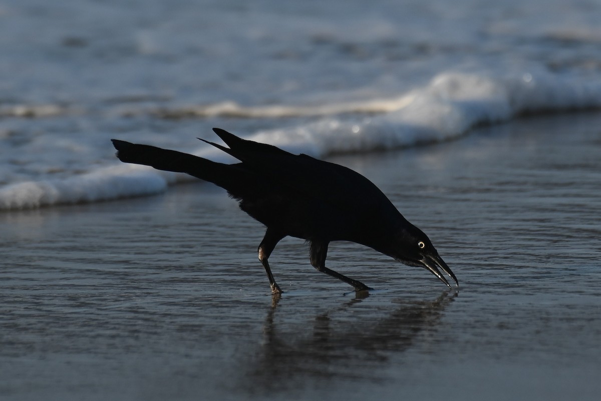 Boat-tailed Grackle - ML620773377