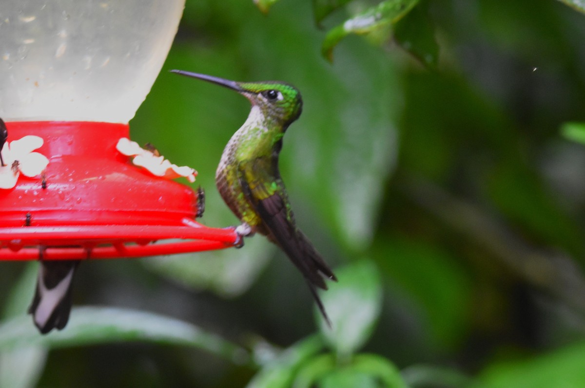 Fawn-breasted Brilliant - ML620773378