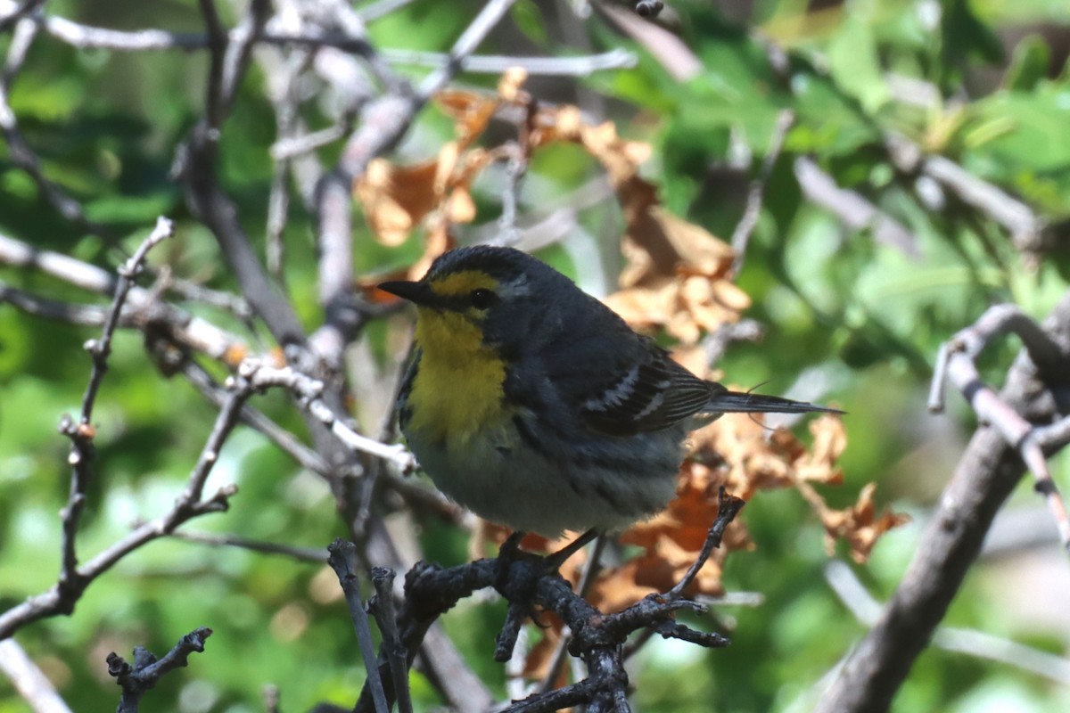 Grace's Warbler - ML620773382