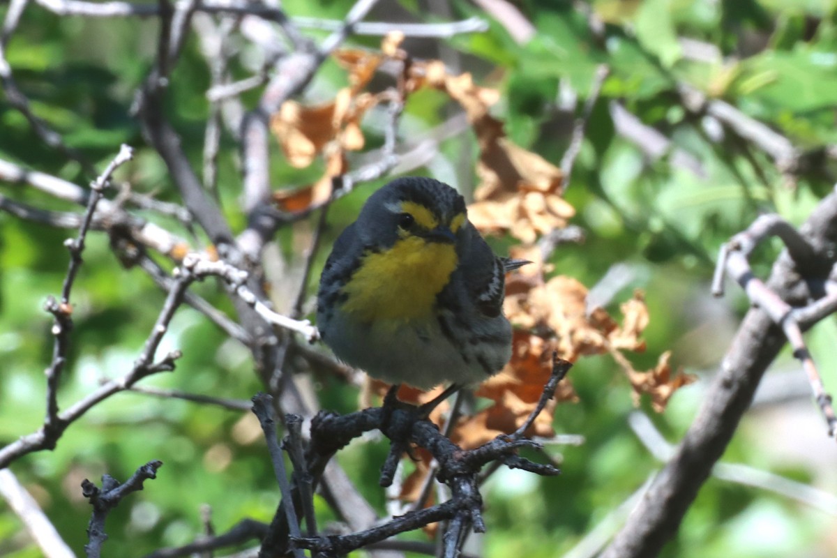 Grace's Warbler - ML620773383