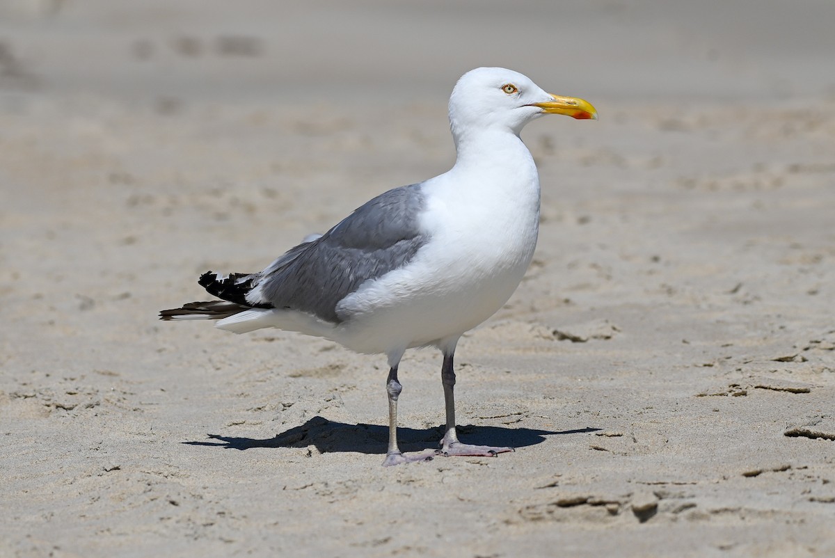 Gaviota Argéntea - ML620773386