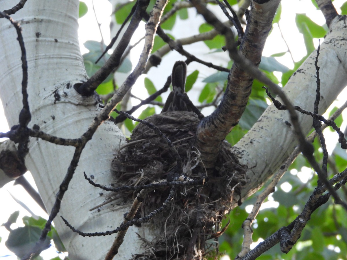 American Robin - ML620773388