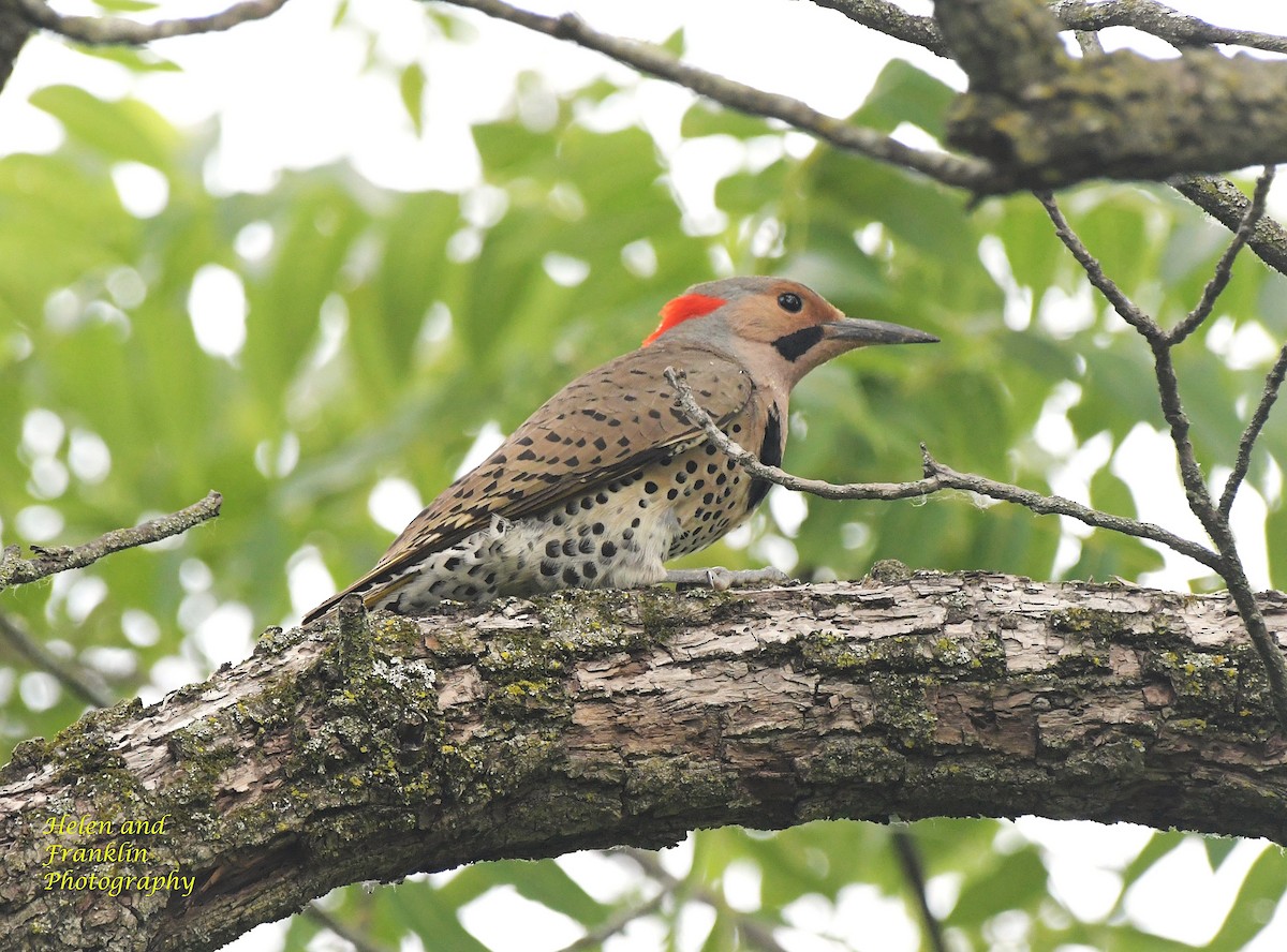 Northern Flicker - Helen and Franklin Chow