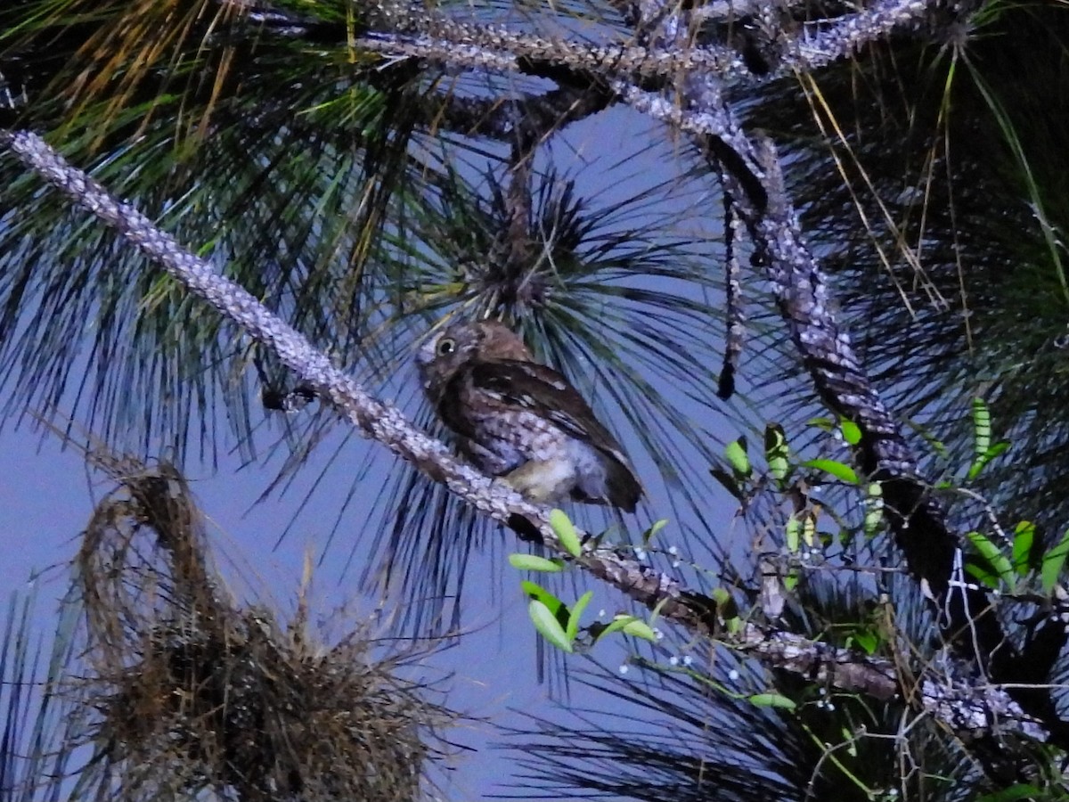 Eastern Screech-Owl - ML620773391