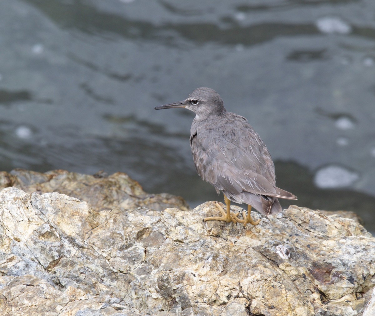 Wandering Tattler - ML620773392