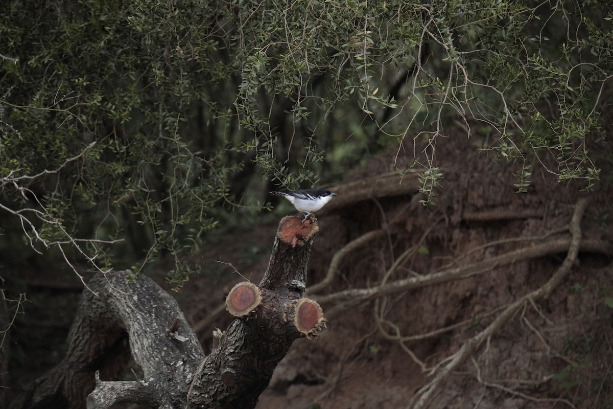 Great Antshrike - ML620773394