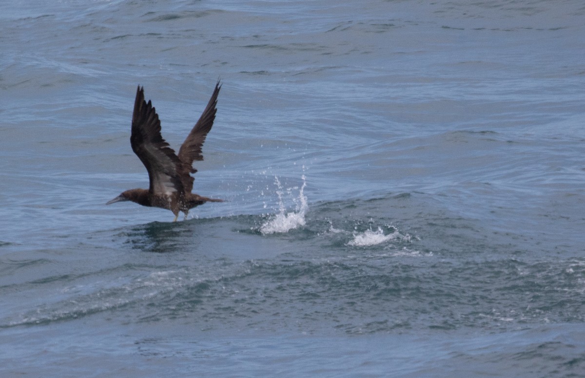 Brown Booby - ML620773395