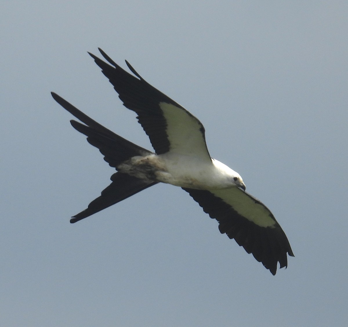 Swallow-tailed Kite - ML620773398