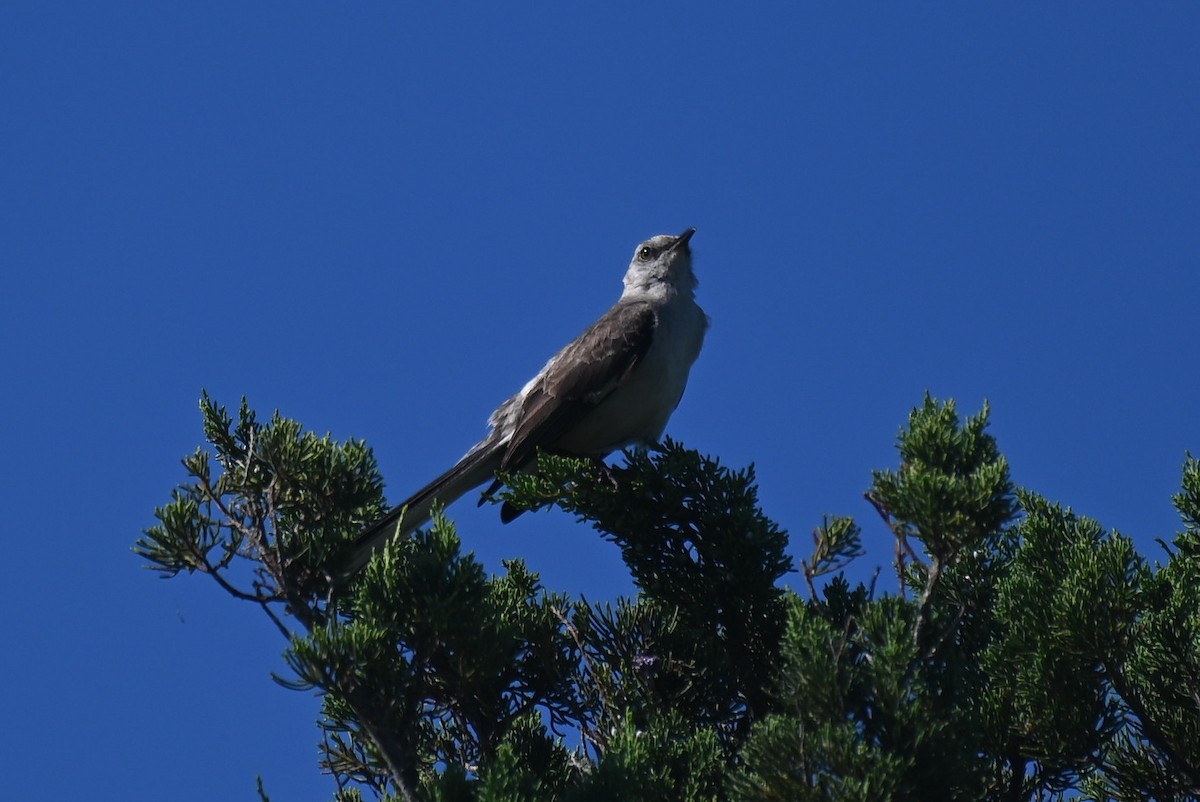 Northern Mockingbird - ML620773403