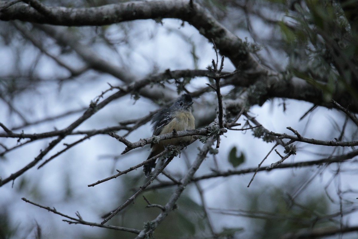 Variable Antshrike - Cesar Giarduz