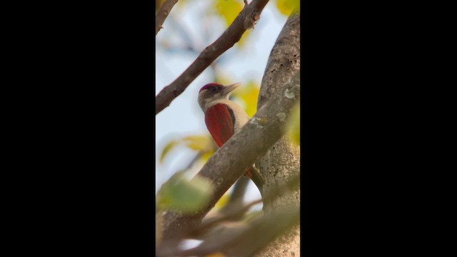 Scarlet-backed Woodpecker - ML620773412