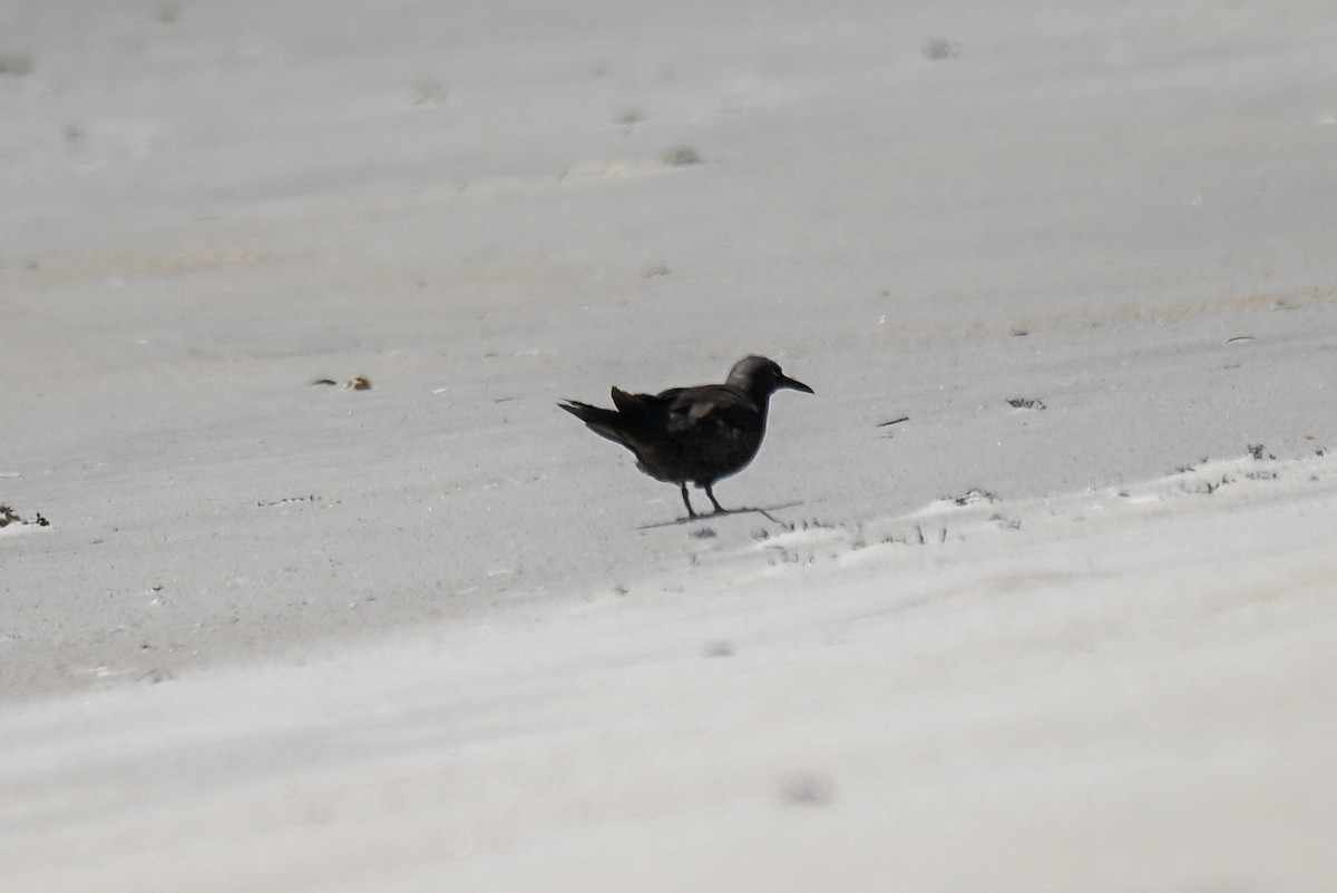 Brown Noddy - Patty Masten