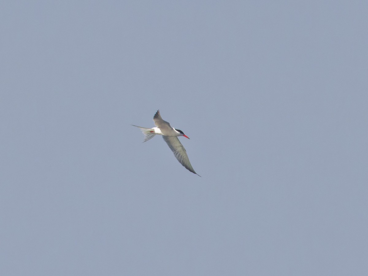 Common Tern - ML620773422