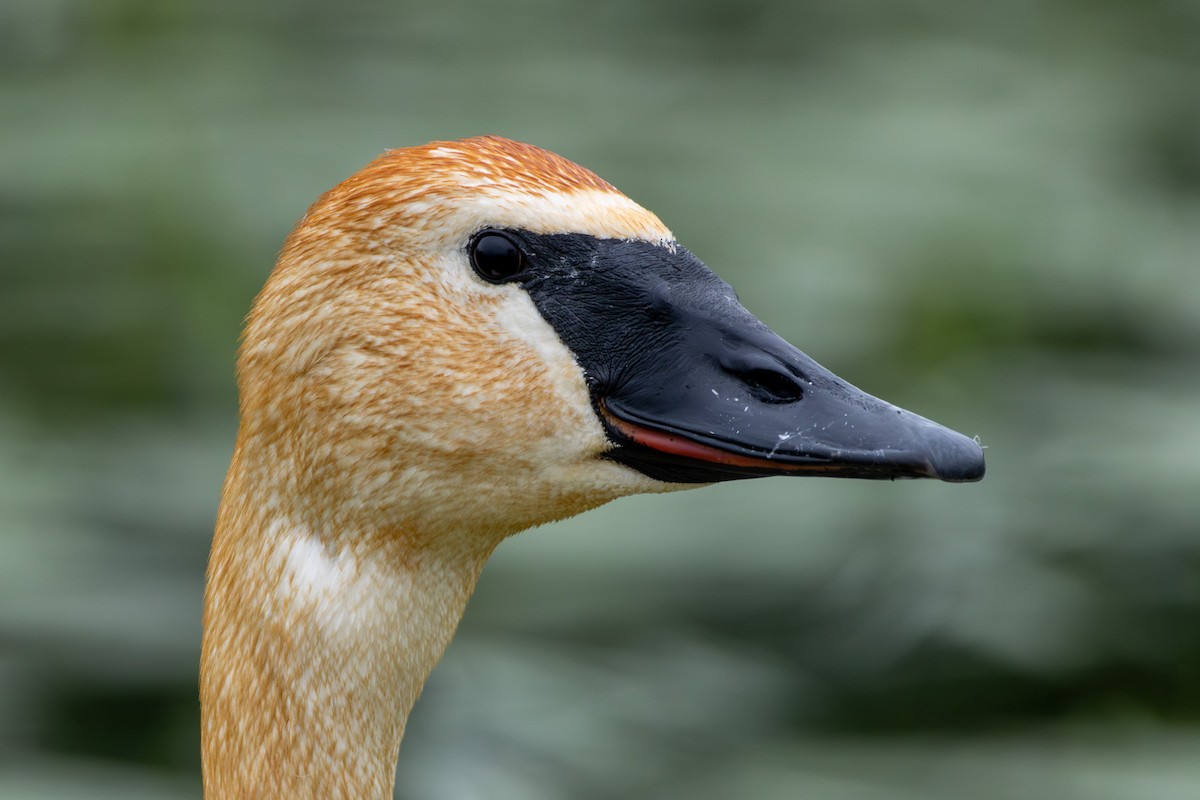 Trumpeter Swan - ML620773423