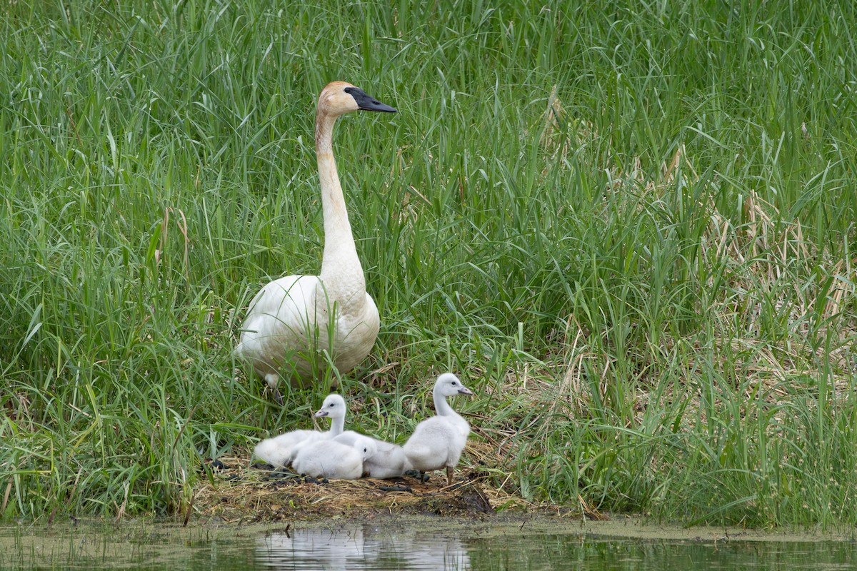 Trumpeter Swan - ML620773426