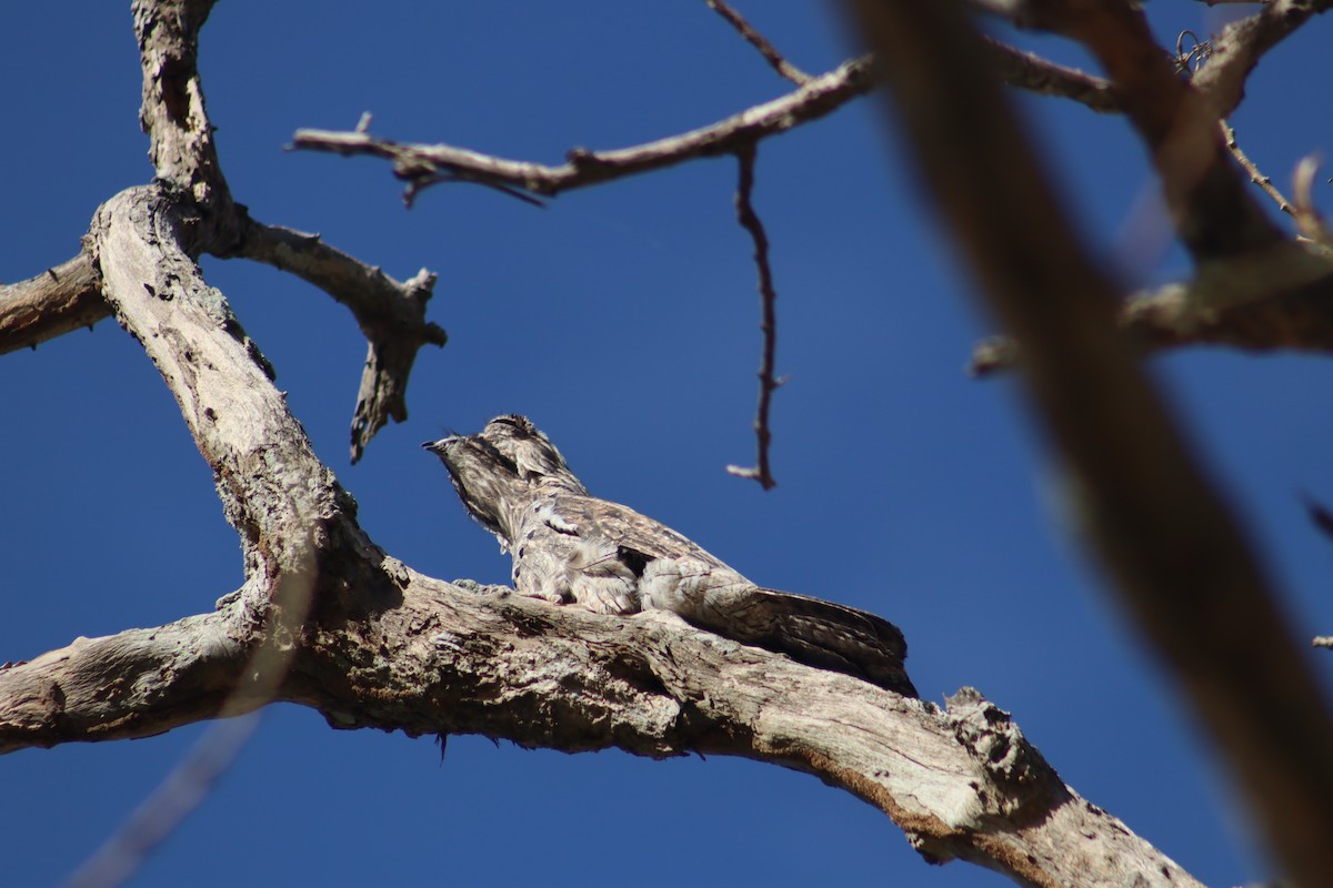 Northern Potoo - ML620773427