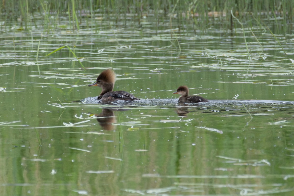 Hooded Merganser - ML620773428