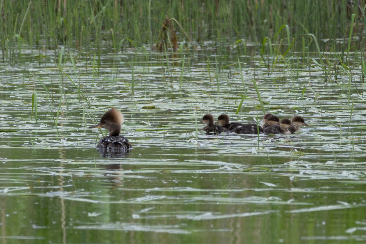 Hooded Merganser - ML620773429