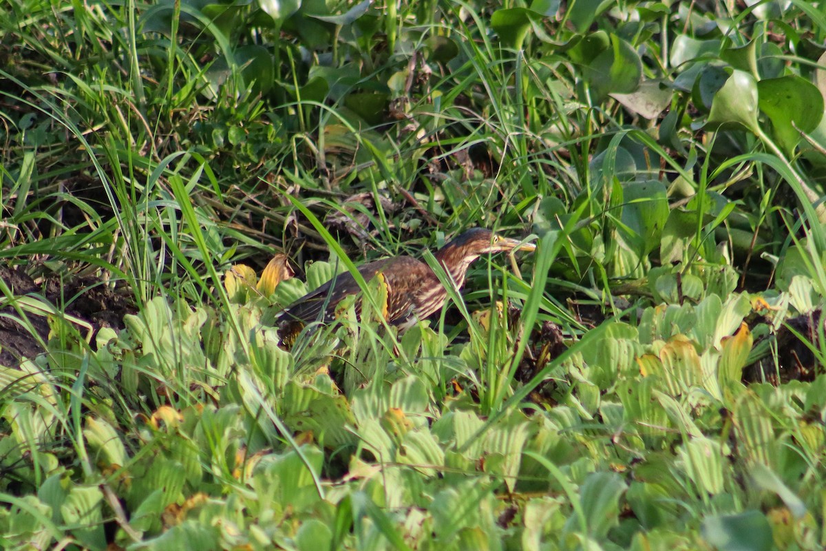 Green Heron - ML620773431