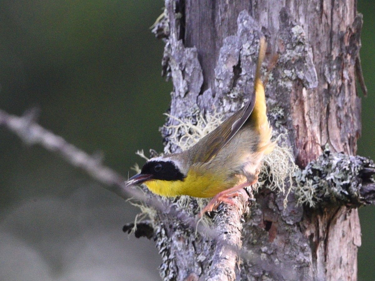 Common Yellowthroat - Wendy Hill