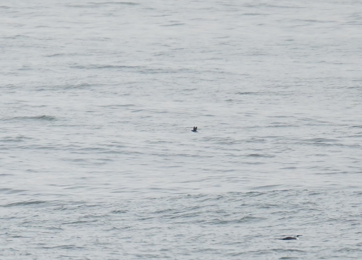 Peruvian Diving-Petrel - ML620773435