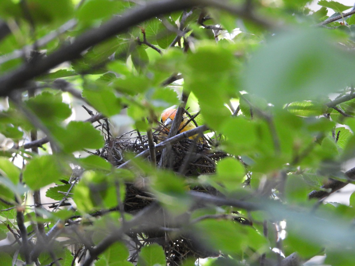 Western Tanager - ML620773436